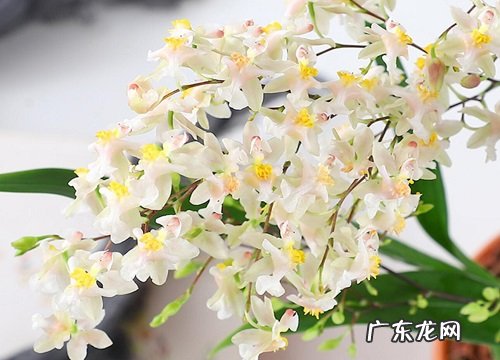 兰花上盆后不长芽的原因