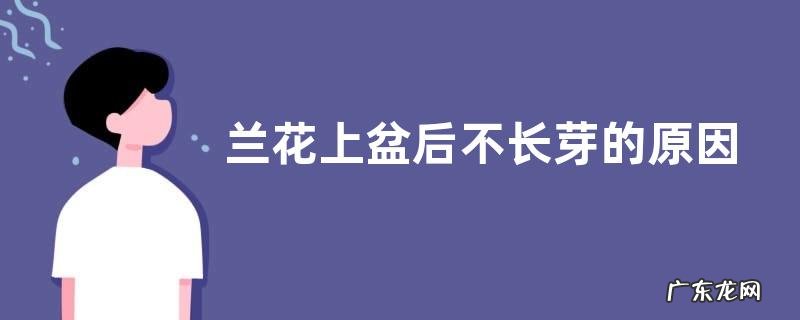 兰花上盆后不长芽的原因