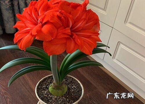 朱顶红换盆如何修剪根系