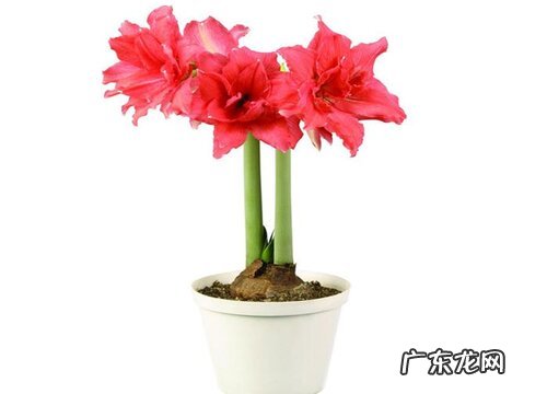 朱顶红换盆如何修剪根系