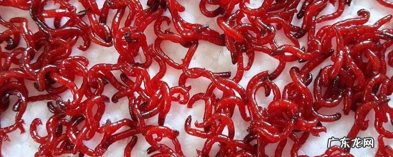 红虫怎么保存不会死?附人工饲养技术