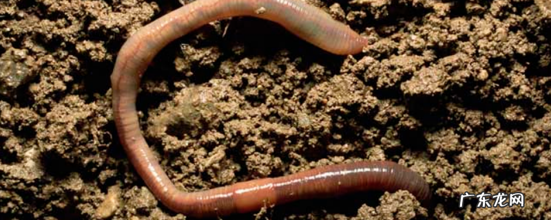 抓蚯蚓最牛的方法，具体怎样操作