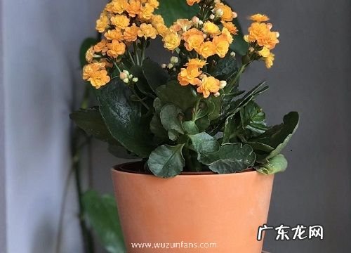 如何将长寿花养成爆盆的老桩