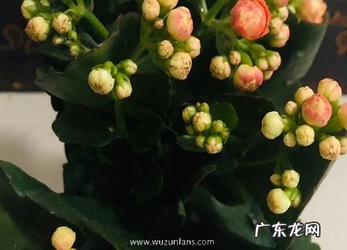 如何将长寿花养成爆盆的老桩