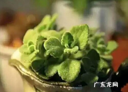 碰碰香在冬季如何养护