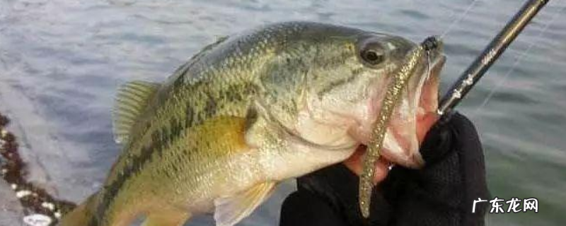 路亚鲈鱼用什么假饵?浮最佳标点