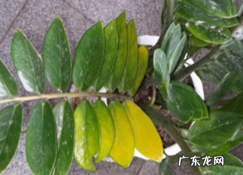 金钱树叶片发黄原因和处理方法