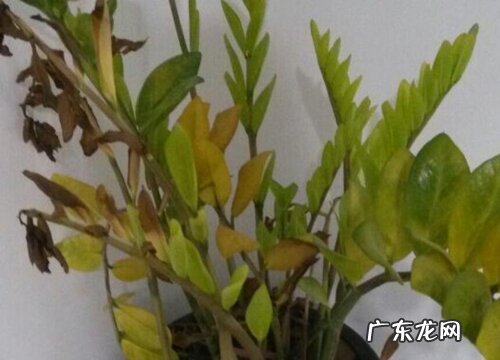 金钱树叶片发黄原因和处理方法