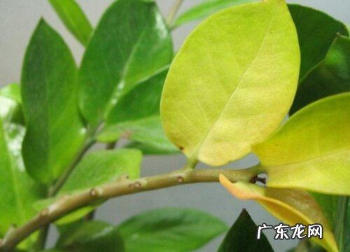 金钱树叶片发黄原因和处理方法