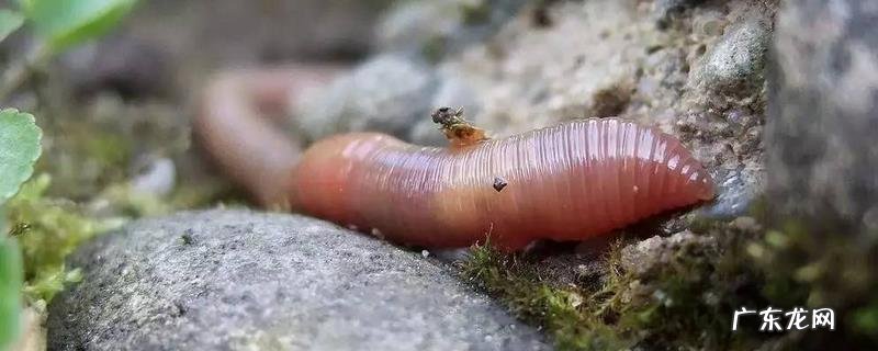 蚯蚓有什么作用和用途?蚯蚓是万能钓饵吗