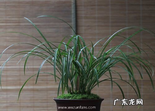 购买的兰花苗养一段时间就枯萎是什么原因