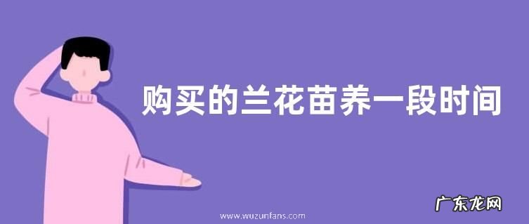 购买的兰花苗养一段时间就枯萎是什么原因