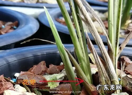 购买的兰花苗养一段时间就枯萎是什么原因