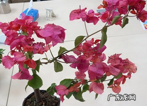 三角梅春季要做好哪些开花养护准备