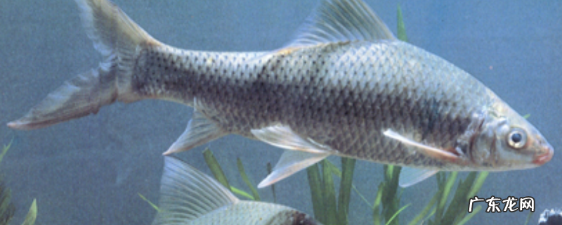 钓鲮鱼用什么饵料?附食物习性