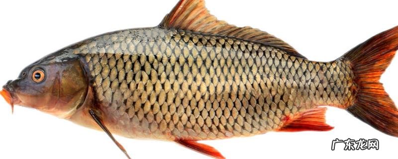 鲤鱼爱吃发酵的饵料吗?附摄食习性