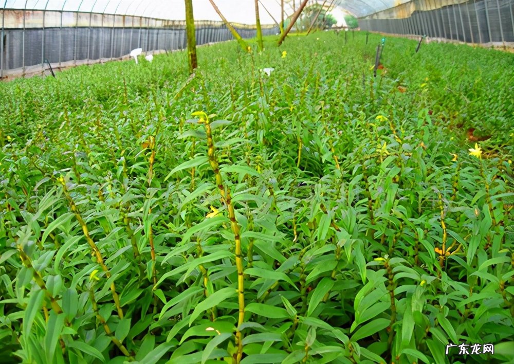 全国霍山石斛哪里是正宗最好 铁皮石斛的产地哪里好