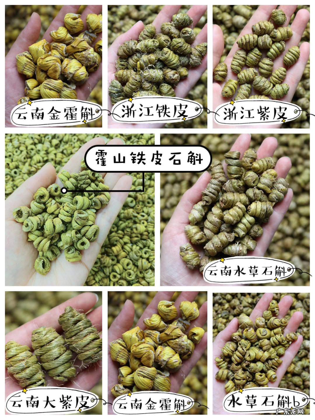 全国霍山石斛哪里是正宗最好 铁皮石斛的产地哪里好