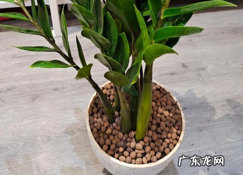 金钱树养护小技巧