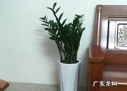 金钱树养护小技巧