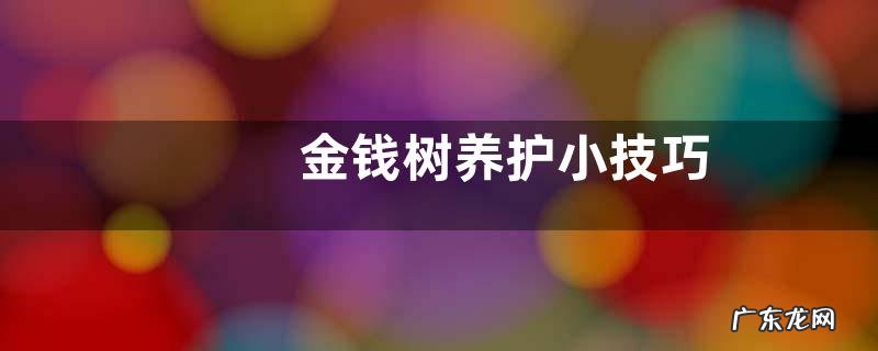 金钱树养护小技巧