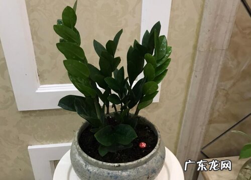 金钱树养护小技巧