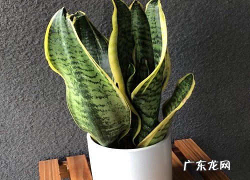 虎皮兰春季养护注意事项