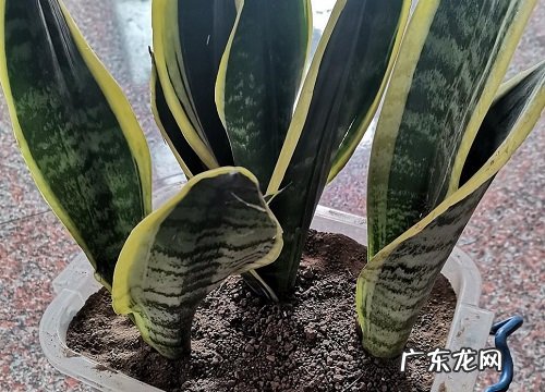 虎皮兰春季养护注意事项