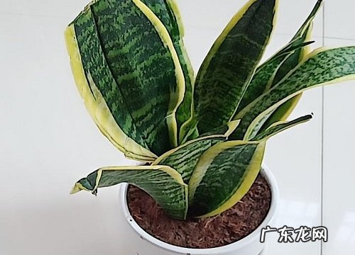 虎皮兰春季养护注意事项