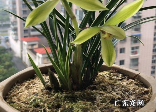 养护兰花什么时候施肥呢