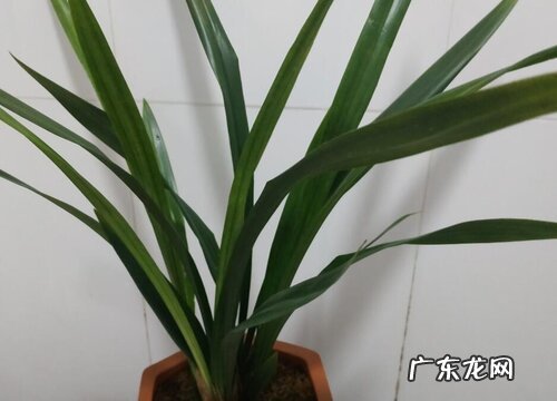 养护兰花什么时候施肥呢