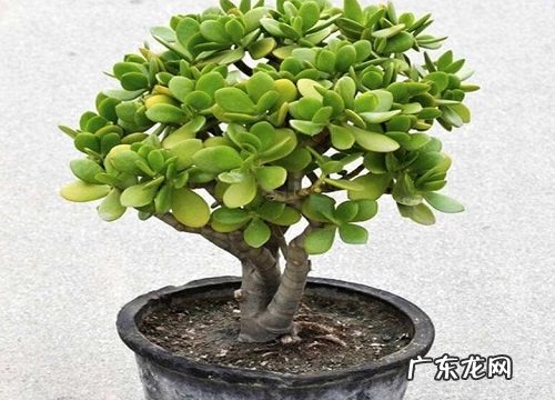 如何给玉树修剪造型