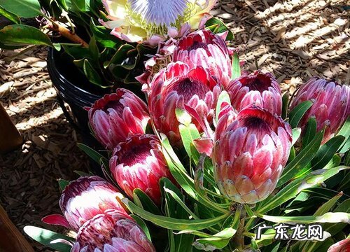 养花用什么肥料 花卉开花多