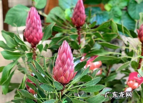 养花用什么肥料 花卉开花多