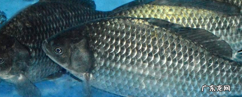 野钓鲫鱼饵料配方大全,详细如下