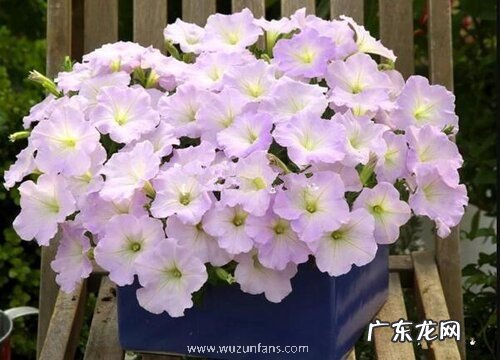 春冬季节如何给花卉做护理