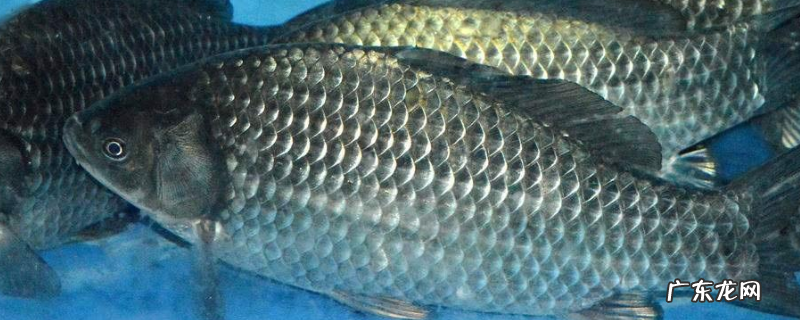 钓鲫鱼用什么鱼饵最好?详细如下