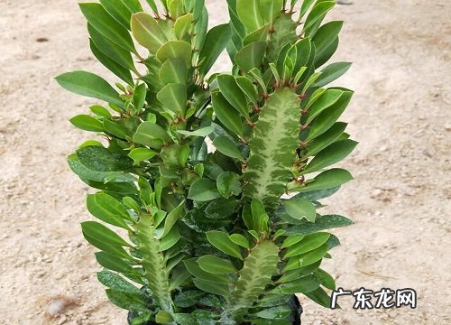 龙骨春天养护方法