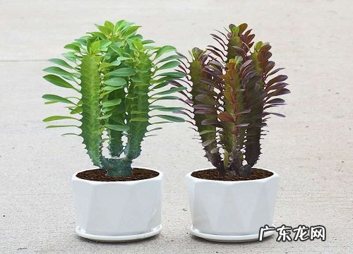 龙骨春天养护方法