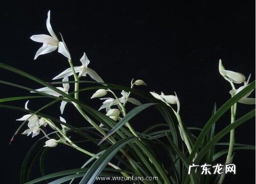 兰花如何催生更多花箭