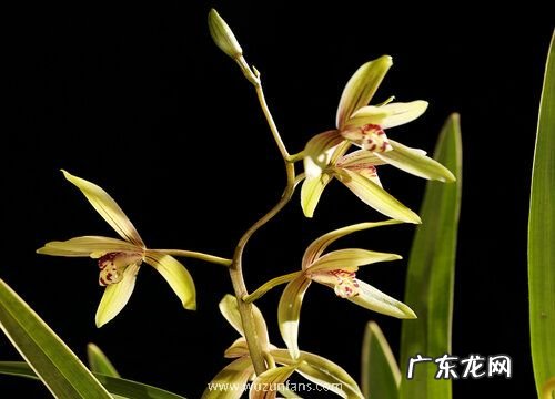 兰花如何催生更多花箭