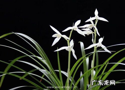 兰花如何催生更多花箭