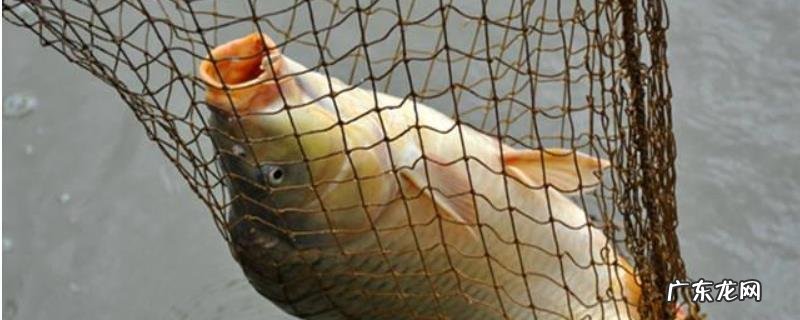 刚开春怎样钓鲤鱼上鱼快?钓鱼位置的选择