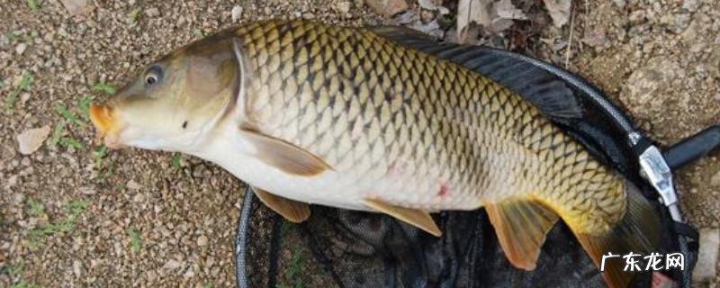 春季钓鲤鱼选什么位置?附详细说明