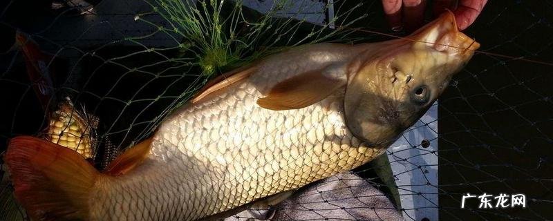 水库钓鲤鱼怎么调漂最好?注意事项有哪些