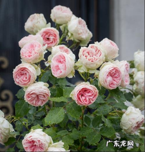 灌木绒球门廊开花茶香味且好养 绒球门廊月季的优缺点