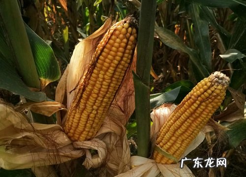 源育307玉米品种审定公告 源育307玉米种子简介