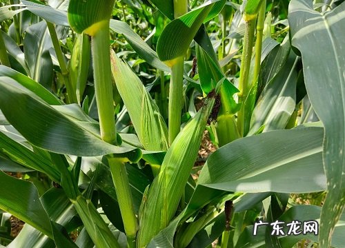 源育307玉米品种审定公告 源育307玉米种子简介
