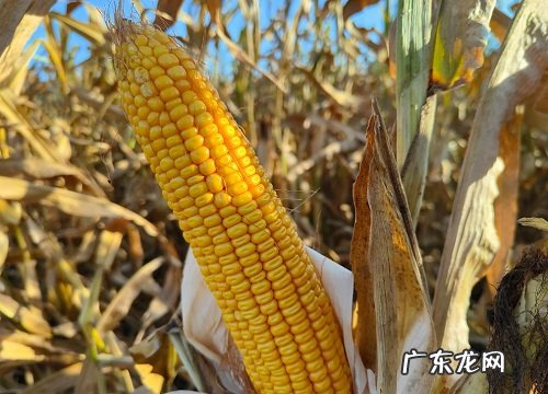 源育307玉米品种审定公告 源育307玉米种子简介