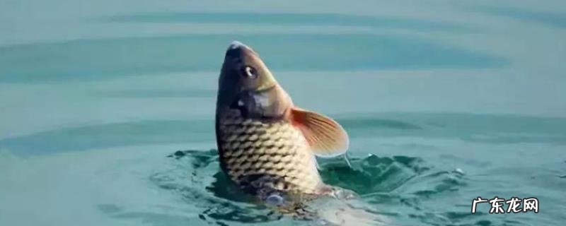 春季钓鲤鱼什么时间开竿,附注意事项